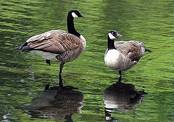 General characteristics and types of black geese (geese)