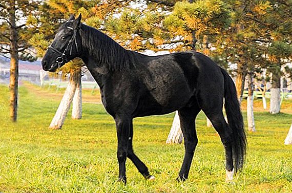 Generelle karakteristika og træk ved Karachai hest racen