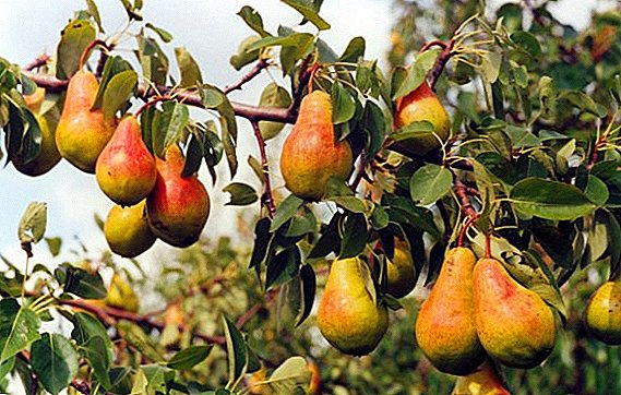 Reglas generales y recomendaciones para la siembra de peras en primavera.