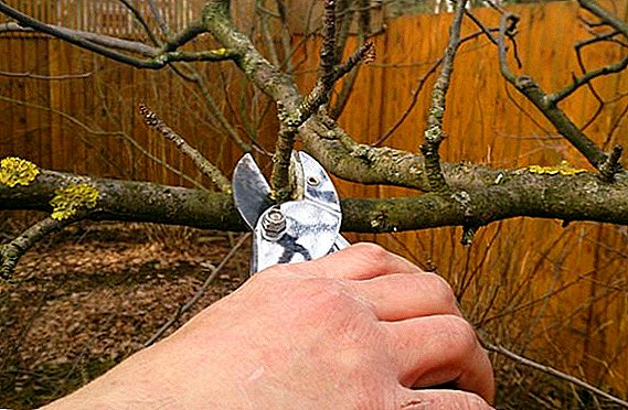 Algemene regels voor het snoeien van bomen in het voorjaar