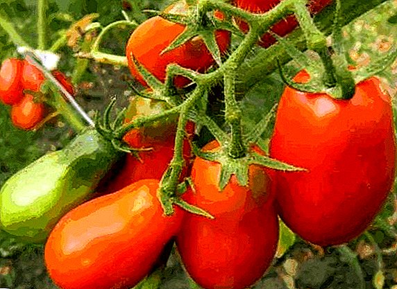 Información general y cultivo de una variedad de tomates "French Muddy".