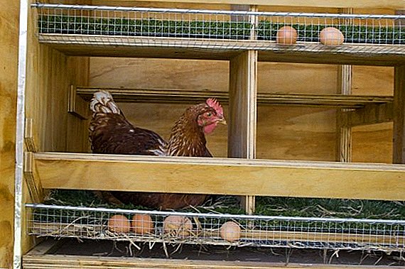 Verbesserung des Hühnerstalles: Wie man ein Nest für Legehennen baut