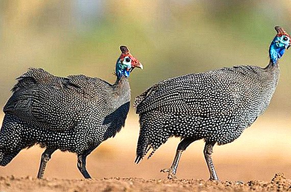 Overview feed for guinea fowls at home
