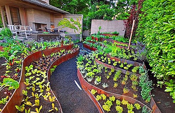 Garden for the lazy: tips for beginners