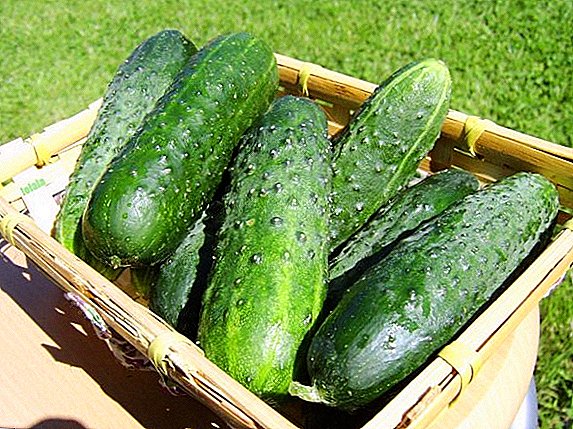 Een enorme oogst op een kleine site: een verscheidenheid aan komkommers Taganay