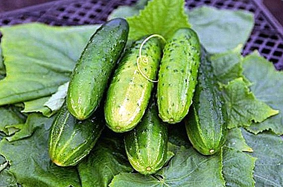 Cucumbers "Herman": characteristics and characteristics of cultivation