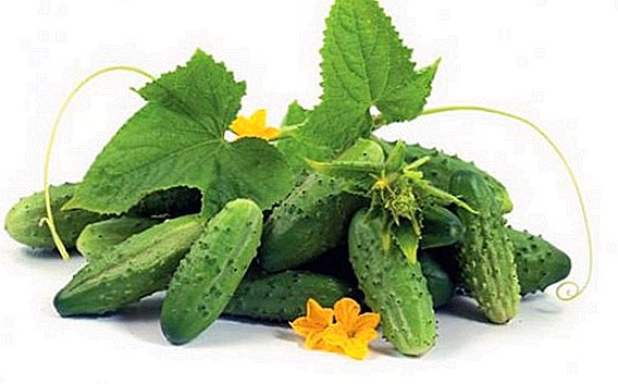 Gherkin cucumbers: the best varieties