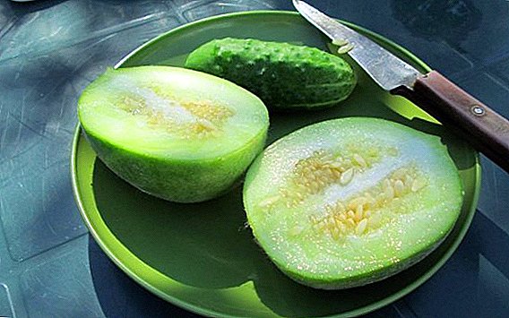 Ogurdynia: značilnosti gojenja hibrida kumare in melone