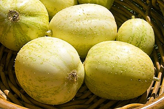 Cucumber-lemon: exotic in the garden