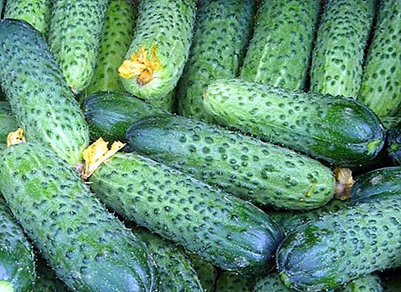 Cucumber Meringue: description and cultivation