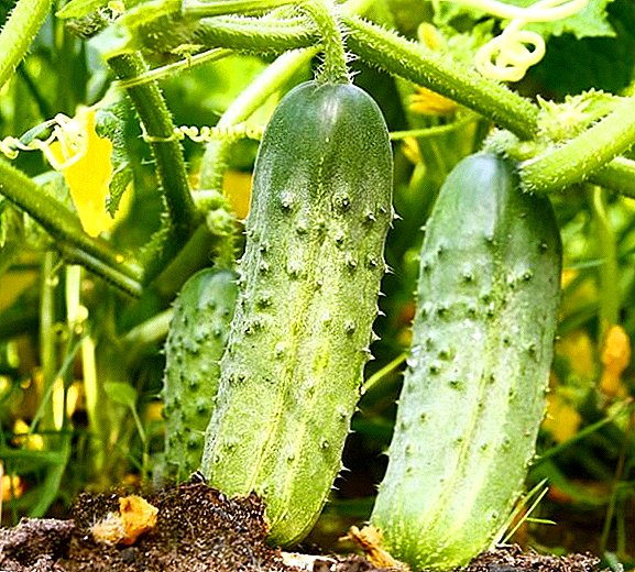 Komkommer "Lente": beschrijving en teelt
