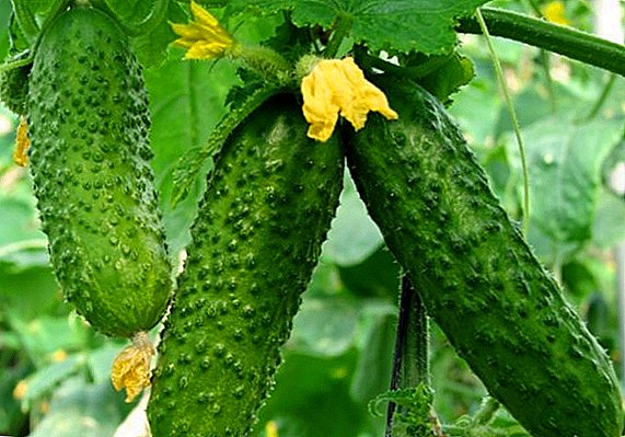 Cucumber "Cedric": description, planting and care