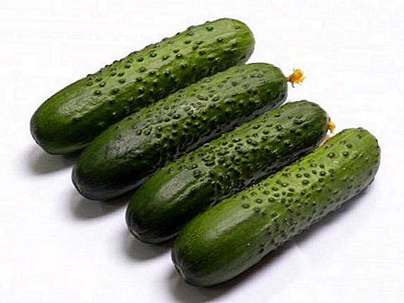 Cucumber "Spino": ciri-ciri, penanaman agrotechnics