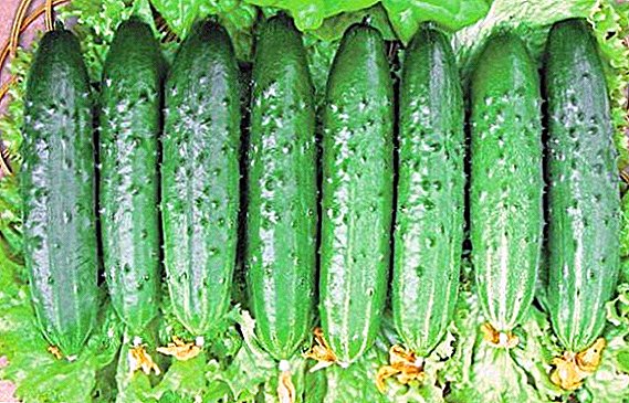 Komkommer "Zozulya": beschrijving van de variëteit en teelttechniek