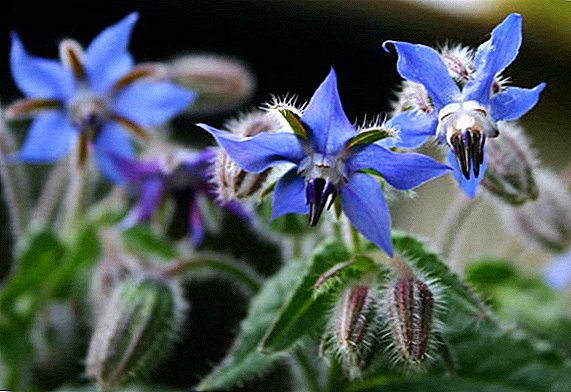Cucumber herb or borage: cultivation, beneficial properties, use