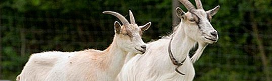 La chasse aux chèvres: des signes et comment les identifier