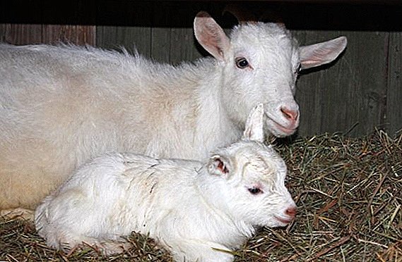 Okota goat: what to do, especially the care of kids