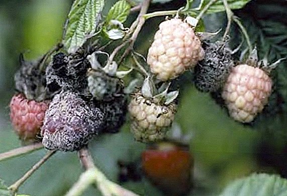 Dangerous raspberry diseases: prevention, signs and treatment