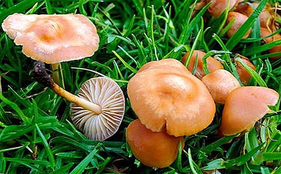 Meadow meadow: description, place of growth, how to distinguish from false agaric honey, recipe