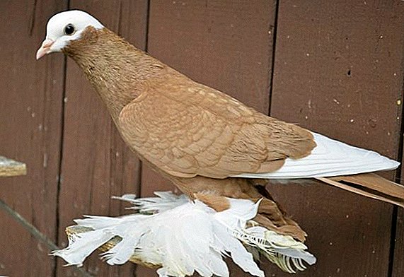 Descripción de las palomas armavir de pico corto y cabeza blanca.