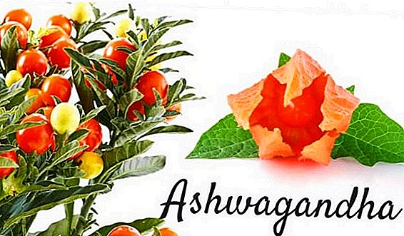 Ashwagandha descrierea și aplicarea proprietăților sale medicinale