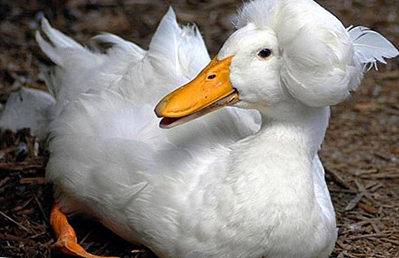 Descripción de patos de raza blanca.