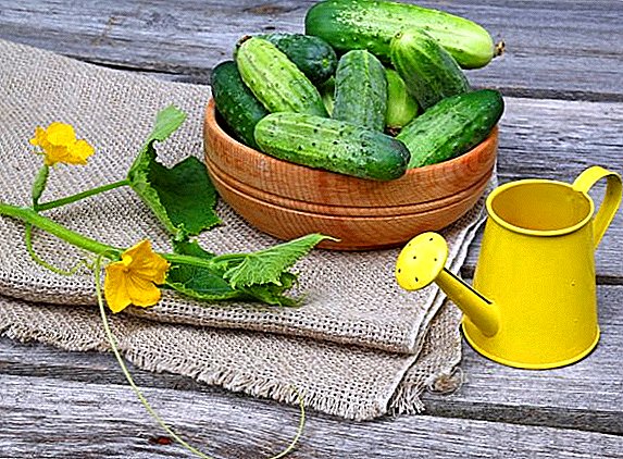 Description, photo, characteristic of the best varieties of cucumbers of the Dutch selection