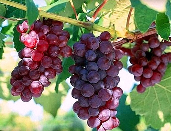 Description, photos and characteristics of the grape variety "Romeo"