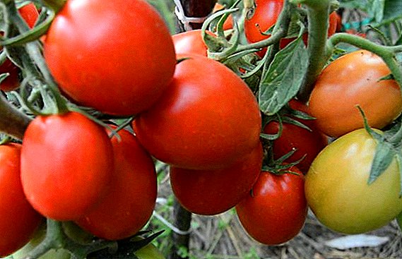 Descripción, fotos, características de la agrotecnología del tomate del río Grande.