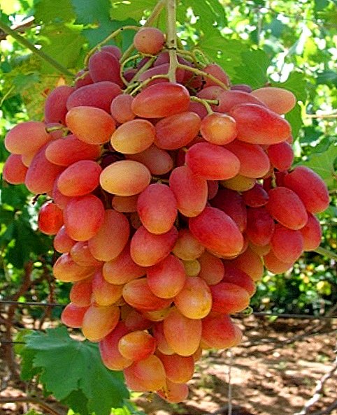 Description de la forme hybride du raisin "Transformation"