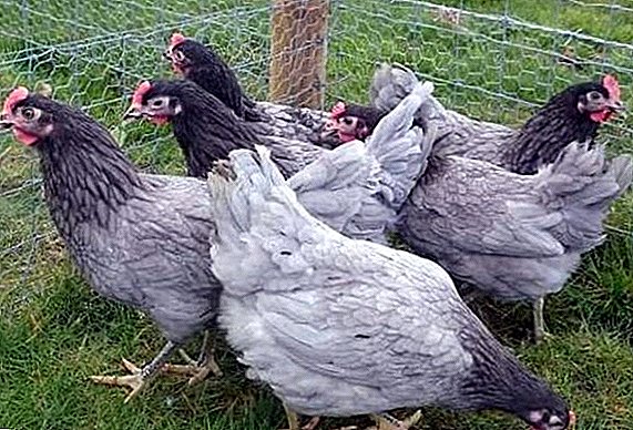 Descripción de las razas azules de gallinas ponedoras con fotos.