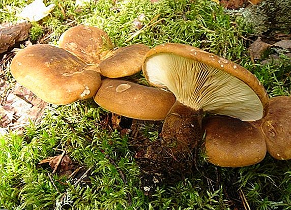 Description of the mushroom pig with photo