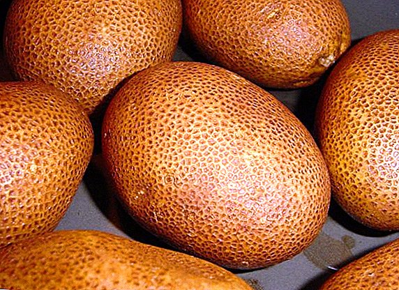 Beskrivelse, egenskaber og træk ved plantning af kartofler sorter af kiwi