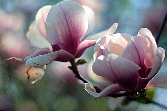 Beskrivning och bilder av prydnadsbuskar med vita blommor till din trädgård