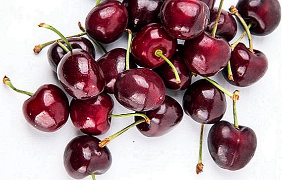 Description and photo of large-fruited varieties of cherries