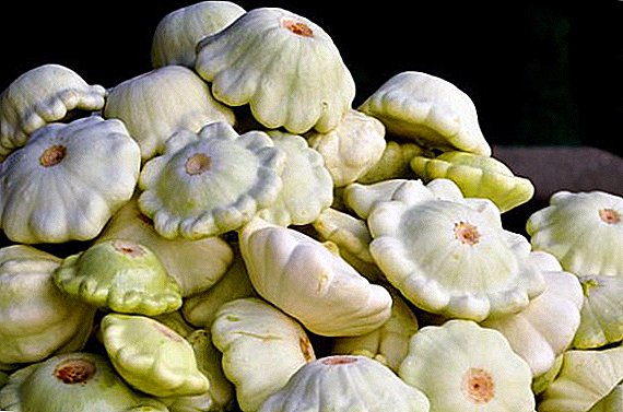 Description and photo of the best varieties of squash for your site