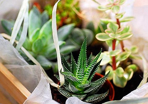 Description and photos of popular plants, succulents for home conditions