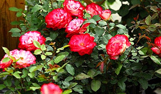 Beschreibung und Fotos von beliebten Sorten von Rosenterrassen