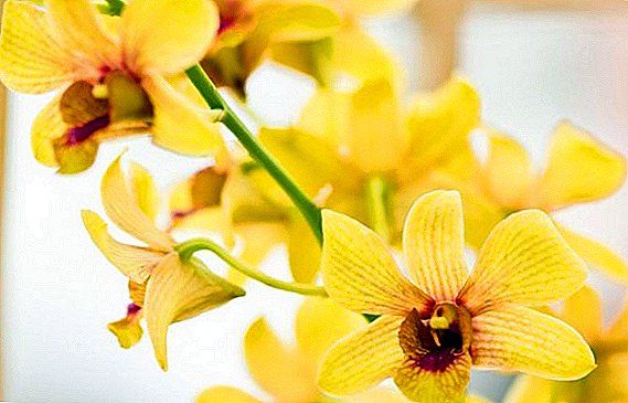 Description et photos des espèces d'orchidées populaires Dendrobium