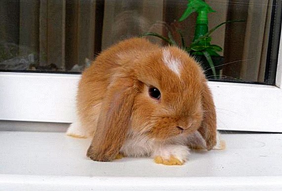 Description and photo breeds rabbits red color