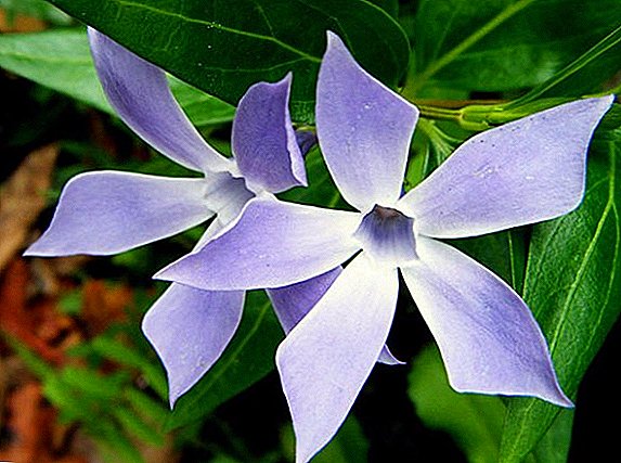 Description and photos of common species and varieties of periwinkle