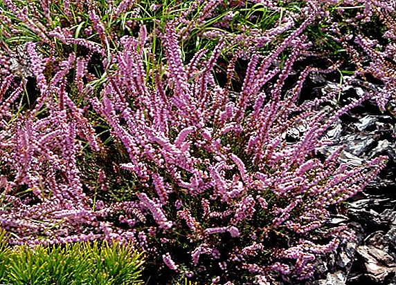 Description and photo of heather garden forms, the choice of a flower for the dacha