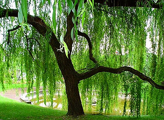 Description and photos of the most popular species of willow