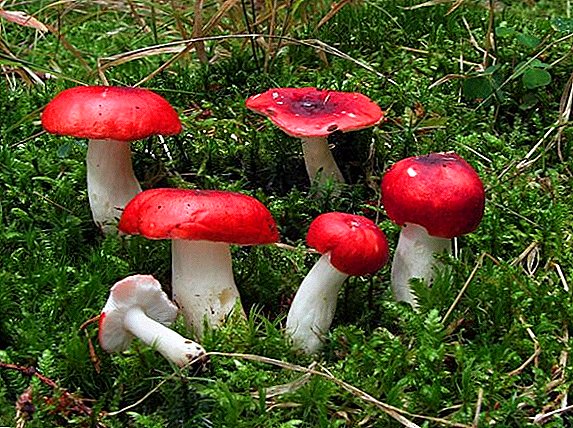 Description and photos of edible and inedible mushrooms of the Russula family