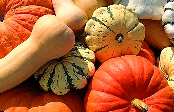 Description and photos of durum pumpkin varieties