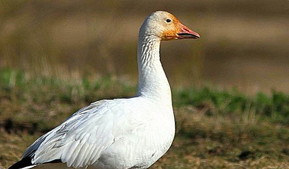 Descripción y foto de la especie ganso blanco.