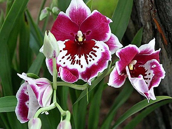 Kuvaus ja valokuva orkidea lajista Miltonia