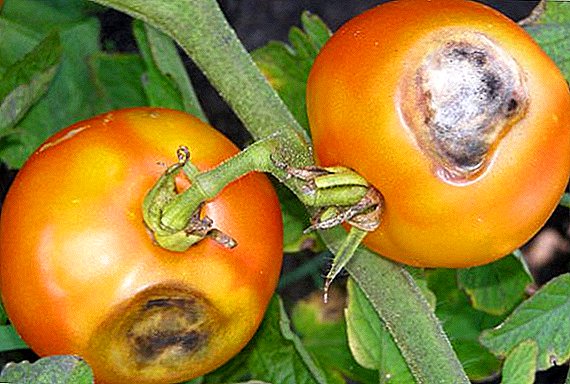 وصف وعلاج Alternaria على الطماطم