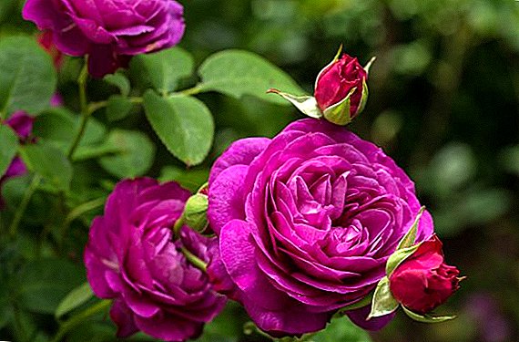 Description and methods of pest control roses