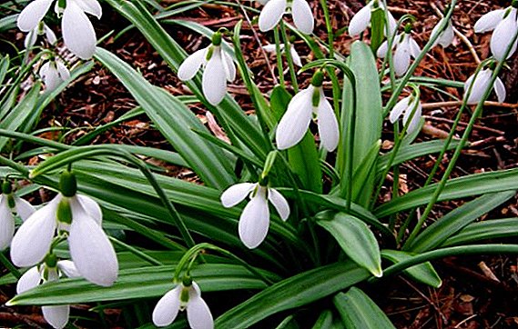 Description and features of the folded snowdrop